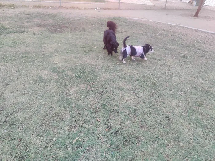 PetSmart Dog Park 8