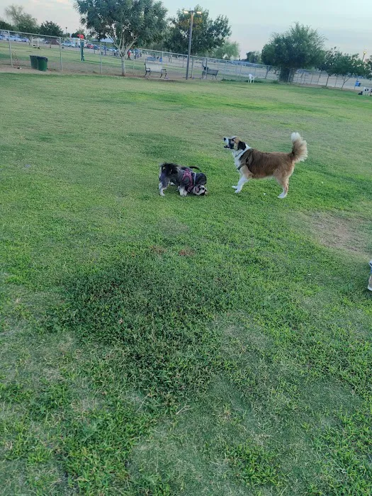 PetSmart Dog Park 5