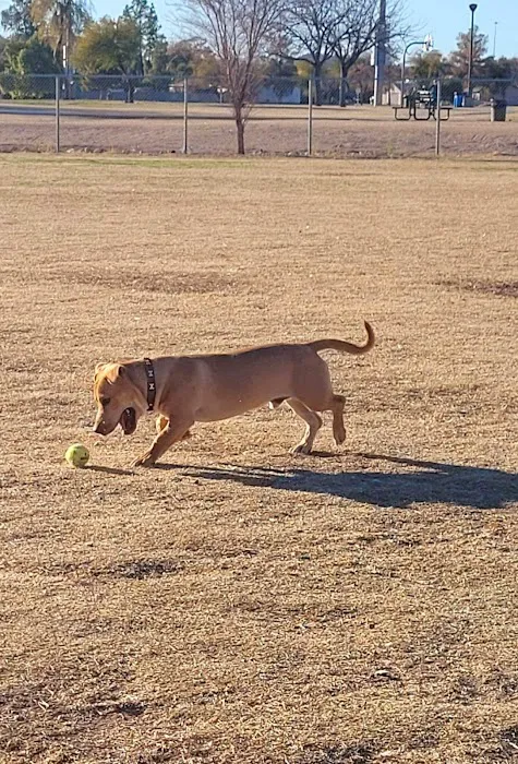 PetSmart Dog Park 9