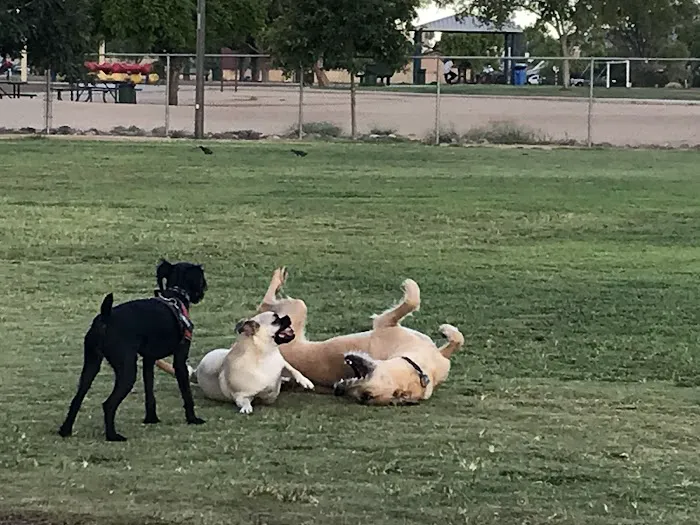PetSmart Dog Park 2