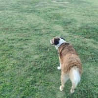 PetSmart Dog Park ico