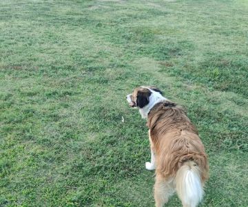 PetSmart Dog Park
