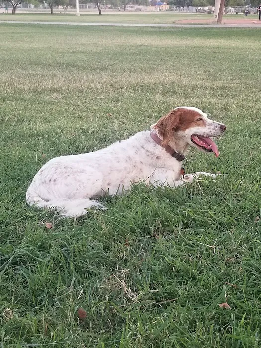 PetSmart Dog Park 6