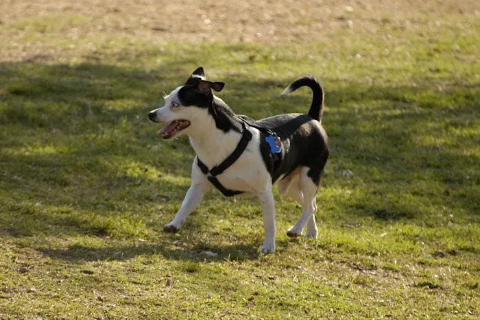 Avilla Community Dog Park 8