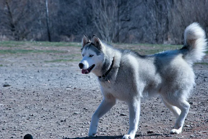 Avilla Community Dog Park 4