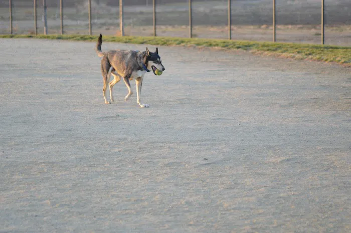 Avilla Community Dog Park 10