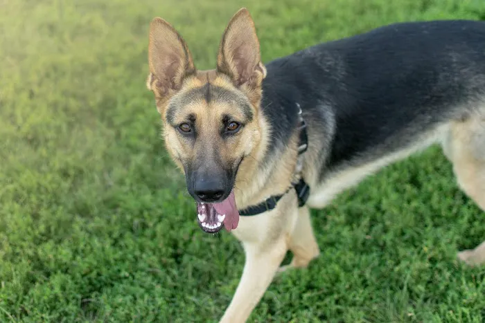 Avilla Community Dog Park 6
