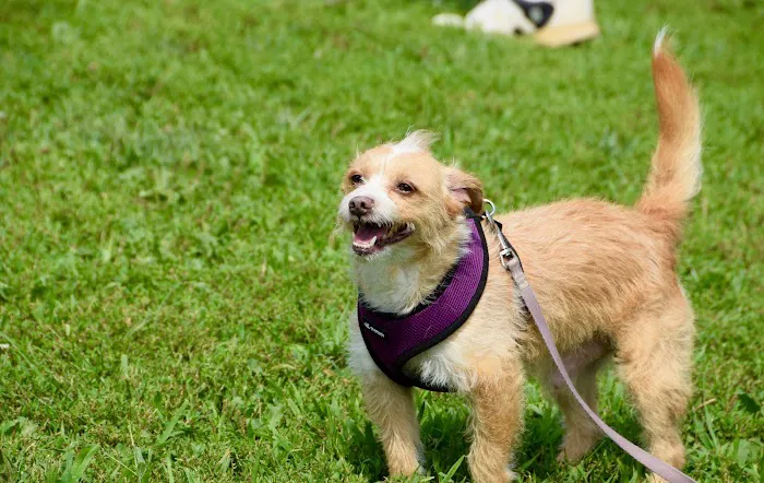 Avilla Community Dog Park 1