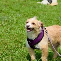 Avilla Community Dog Park ico