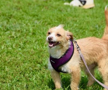 Avilla Community Dog Park