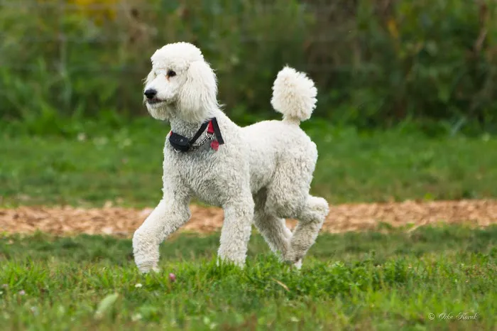 Avilla Community Dog Park 3