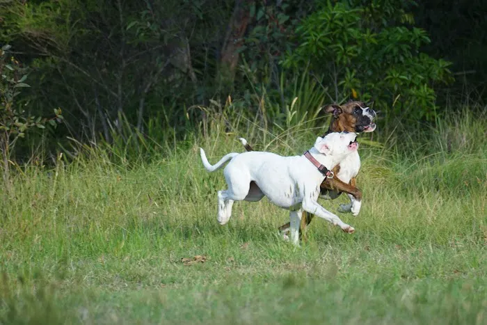 Avilla Community Dog Park 7