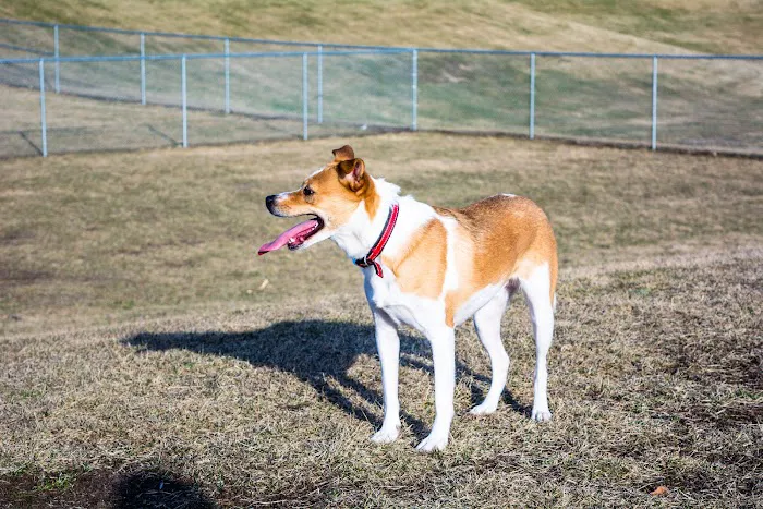 Avilla Community Dog Park 9