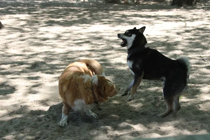 Avilla Community Dog Park 2