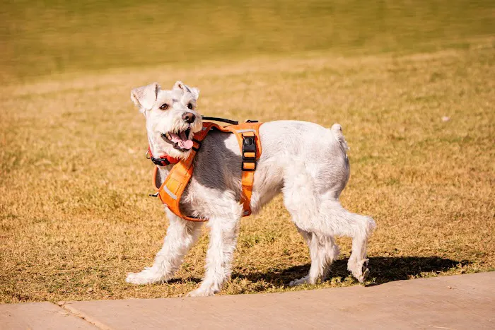 Ruff Ranch Dog Park at Painted Sky Park 9