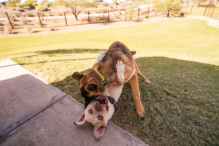 Ruff Ranch Dog Park at Painted Sky Park 4