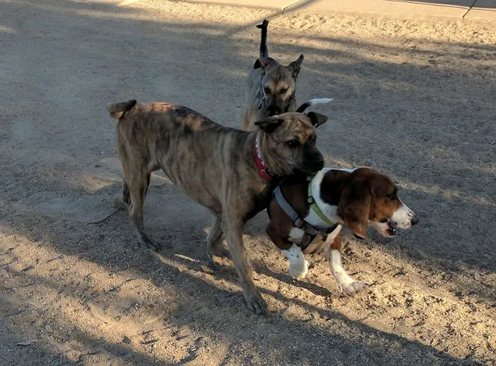 Foothills Dog Park 5