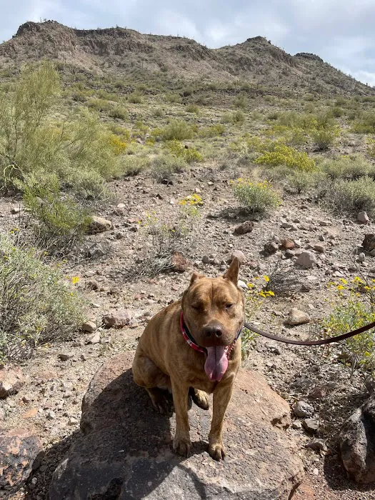 Deem Hills Dog Park 10
