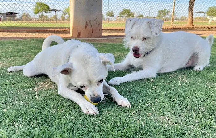 Pioneer Community Park: Dog Park 1