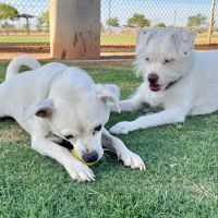 Pioneer Community Park: Dog Park ico