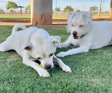 Pioneer Community Park: Dog Park