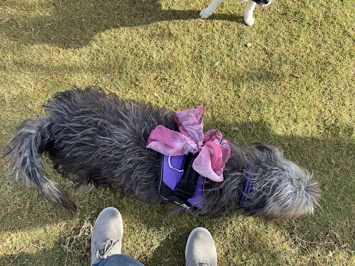 Pioneer Community Park: Dog Park 2