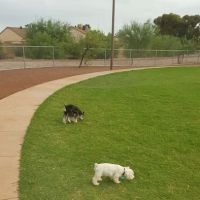 Scotland Yard Dog Park ico