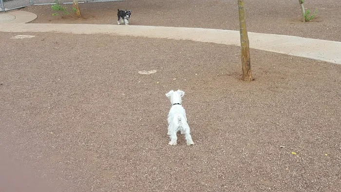Scotland Yard Dog Park 2