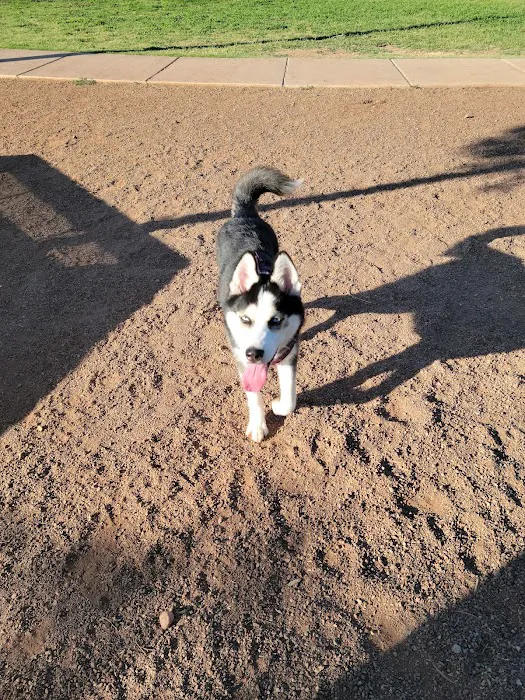 Scotland Yard Dog Park 7