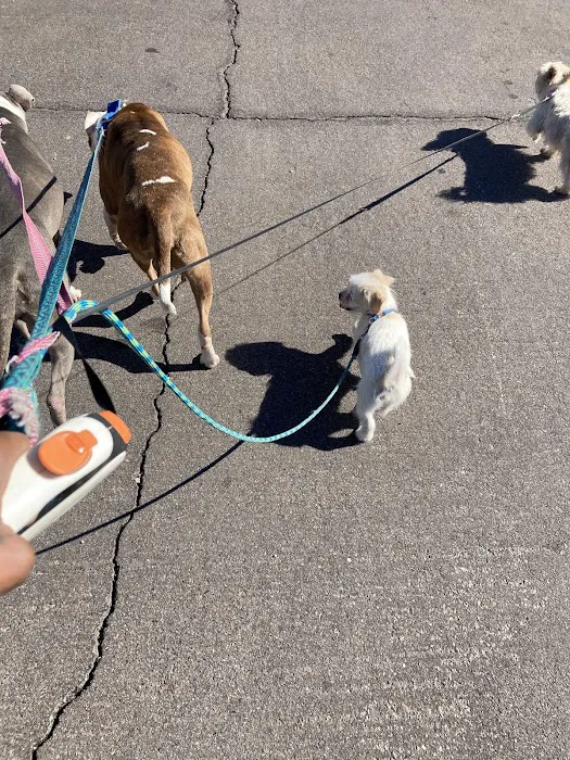 Friendship Dog Park 3