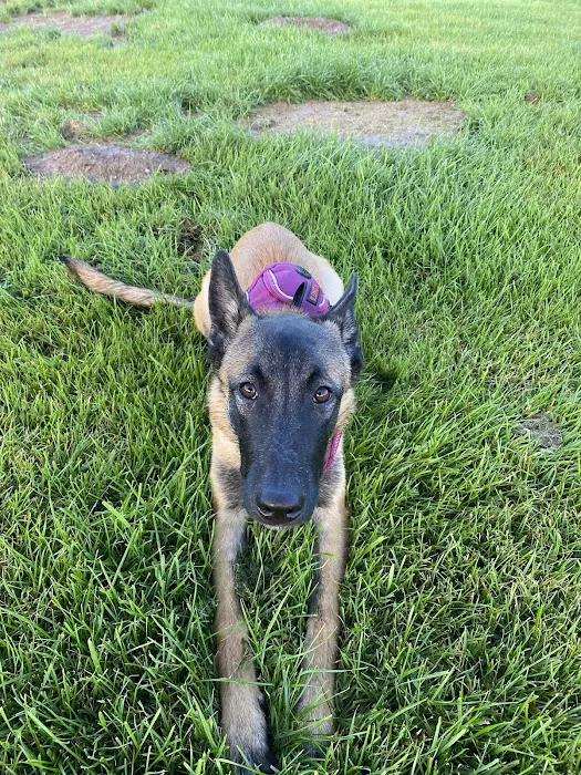 Friendship Dog Park 5