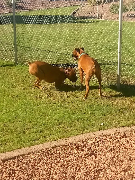 Trailwood Dog Park 5