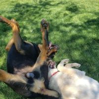 Trailwood Dog Park ico