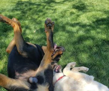 Trailwood Dog Park