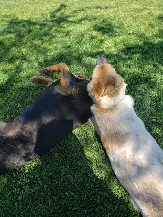 Trailwood Dog Park 4
