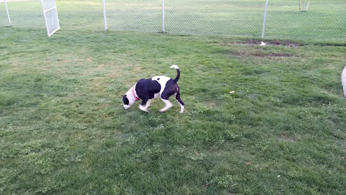 Trailwood Dog Park 7