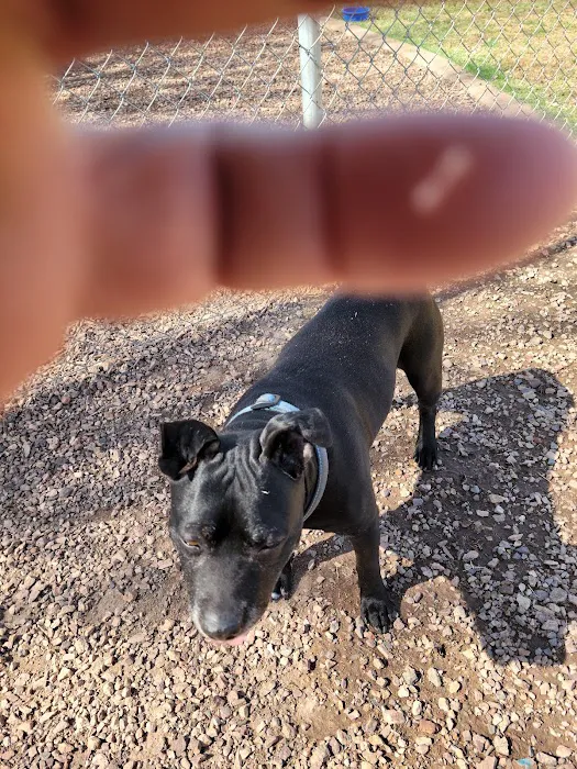 Trailwood Dog Park 10