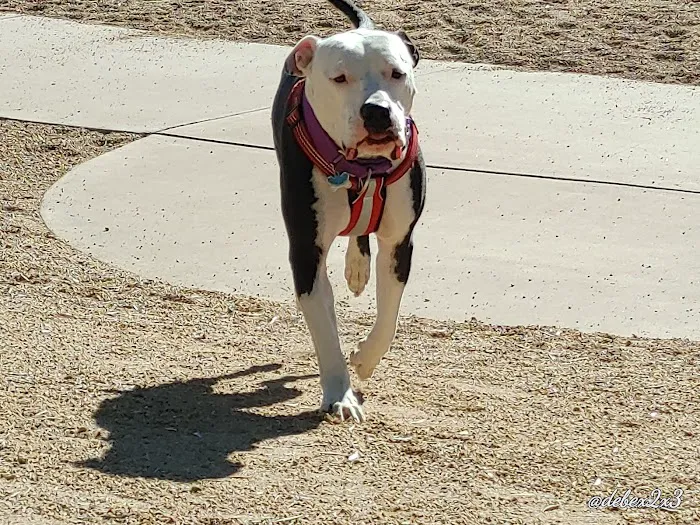 Duffeeland Dog Park *Key Required* 6