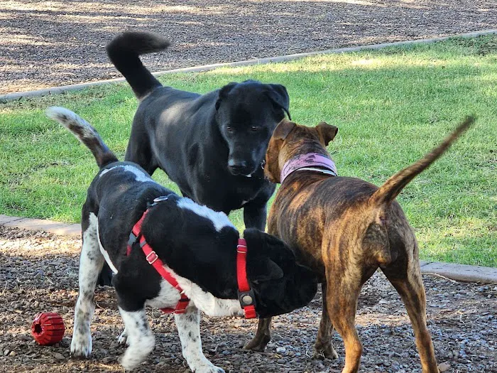 Gateway Dog Park 6
