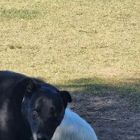 Gateway Dog Park ico