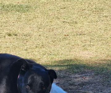 Gateway Dog Park