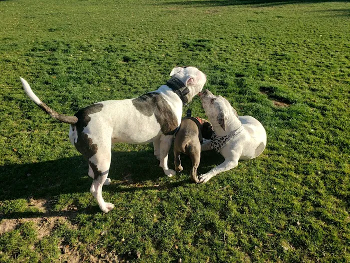 Gateway Dog Park 9