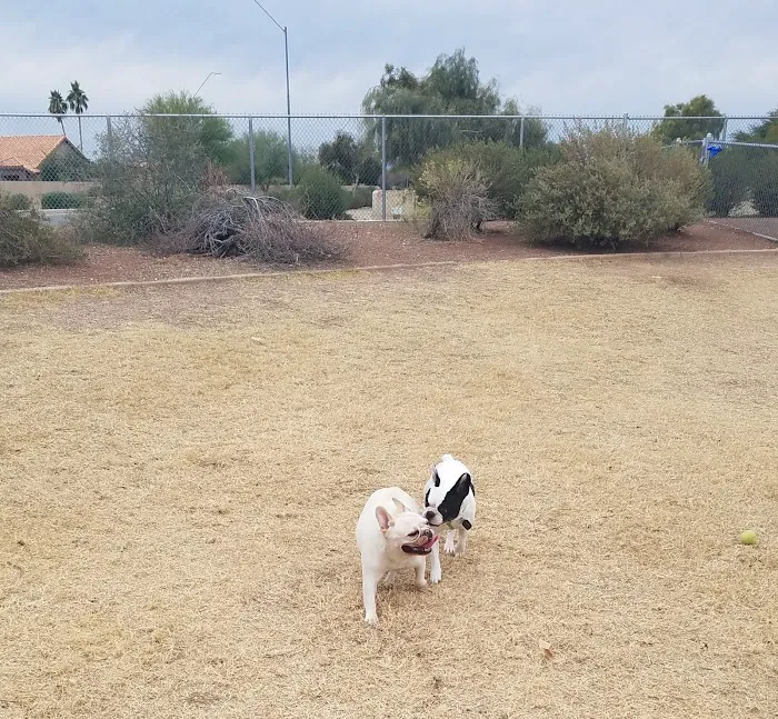 Parkridge Park Dog Park 6