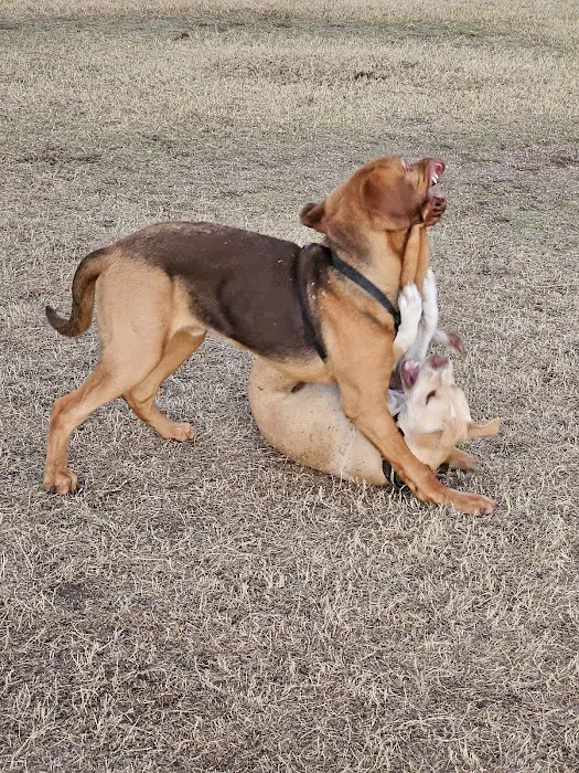 Parkridge Park Dog Park 9