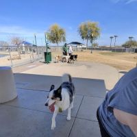 Large Dog Park ico