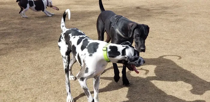 Large Dog Park 2