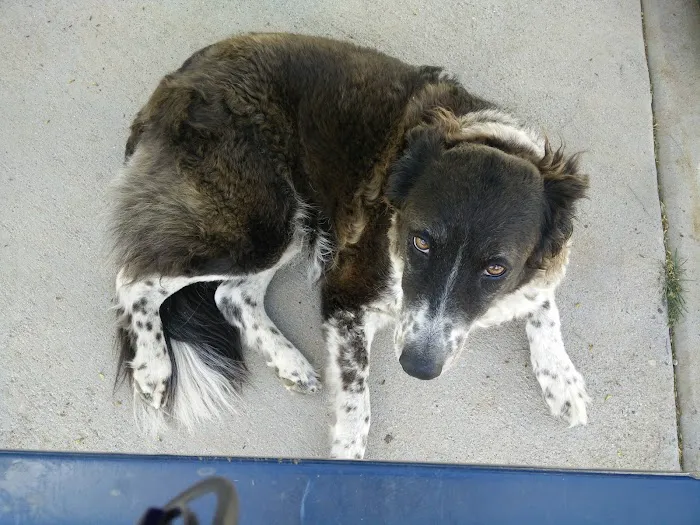 Large Dog Park 3