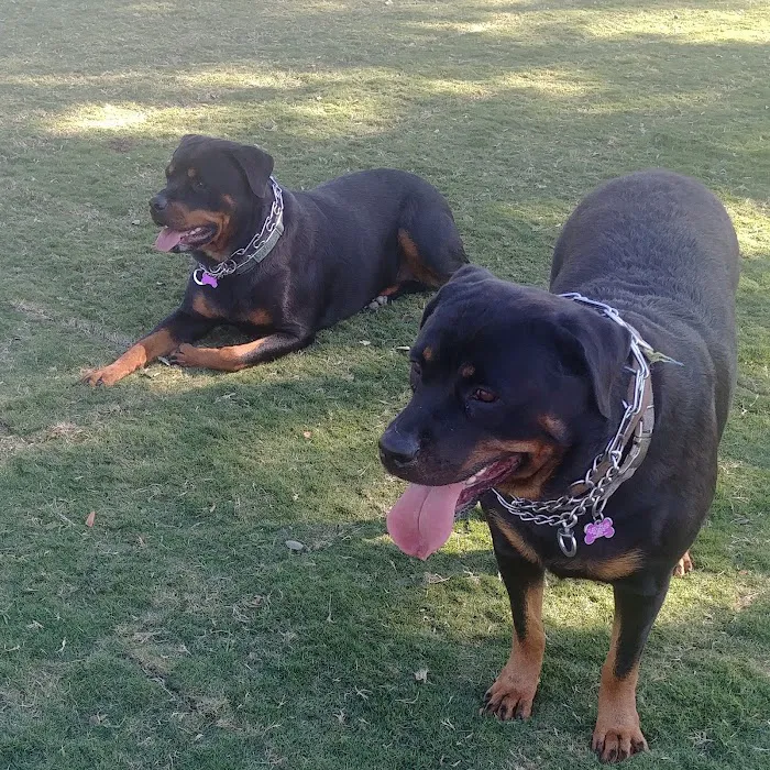 Large Dog Park 8