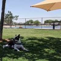 Small Dog Park ico