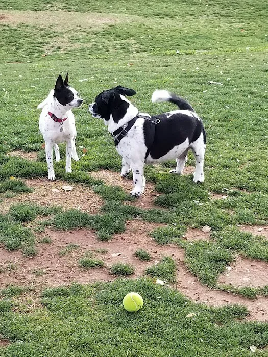Small Dog Park 6